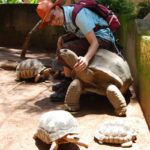 Tortue des Seychelles