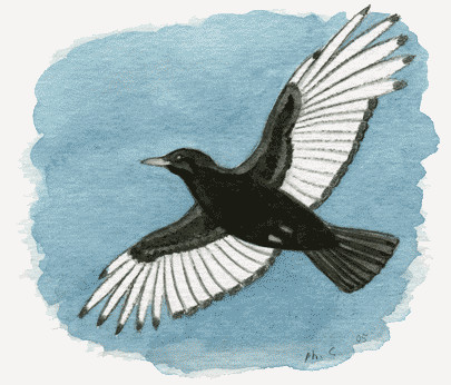 Voilà à quoi ressemblait l'oiseau dont je ne connais pas le nom