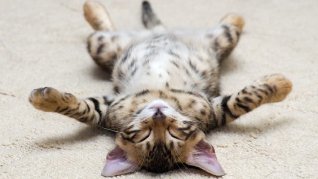 Les GIFs de chats sont très populaires sur le web