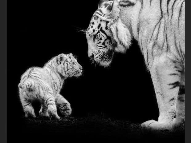 Maman : « où vas-tu comme ça ? C'est l'heure du dodo ! » Bébé : « Mais maman, je n'ai pas sommeil »