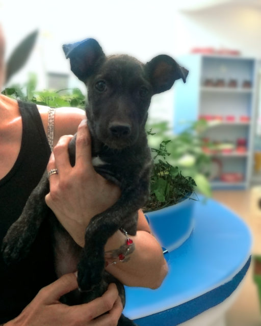 Ce chiot croisé de 2 mois connaît déjà bien son nom : Capone