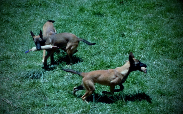 Avoir une grande cour pour qu'ils puissent courir partout comme des fous, c'est le must pour combler ses chiots