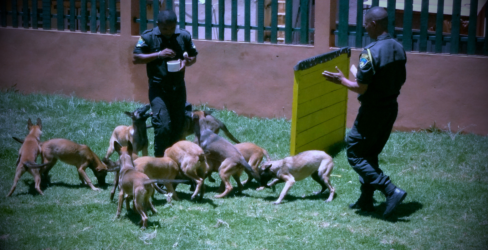 Chaque chiot se comporte différemment dans une portée