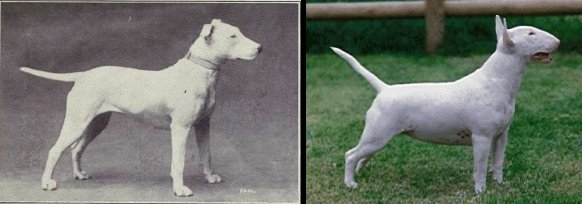 Personnellement, je trouve que les changements sur le bull-terrier sont les plus choquants