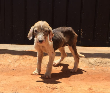 Une jeune Française sollicite Animal SOS pour aider ce chiot