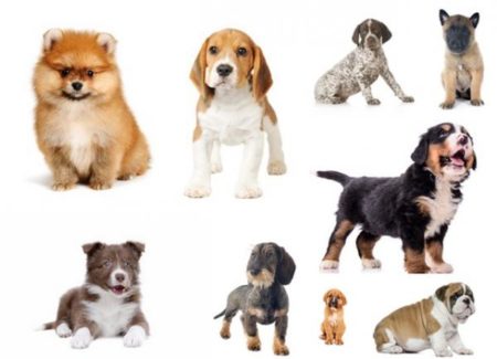 Bonjour les petits chiots croisés, si on laisse la chienne avec d'autres mâles