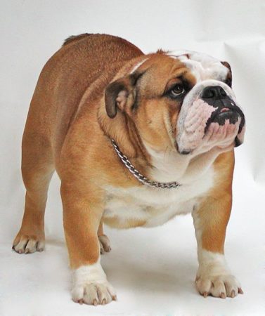Le bouledogue anglais, victime de l'hypertype des plis