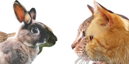 Comme le chat, le lapin subit lui aussi le phénomène d'hypertype