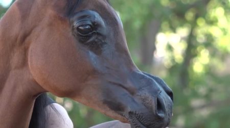 El Rey Magnum, un pur sang arabe, victime d'hypertype