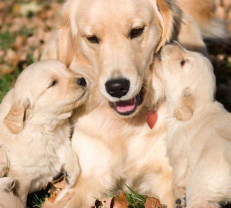 La chienne peut s’épanouir sans avoir des chiots, mais sa présence est cruciale dans leur éducation si elle en a