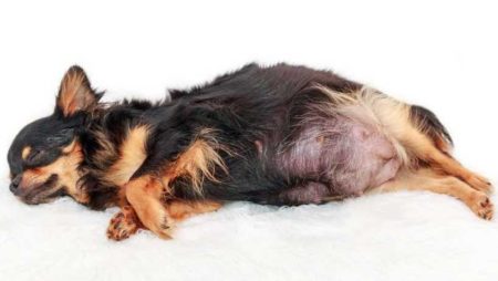 La mise bas d’une chienne arrive au bout de 65 jours de gestation