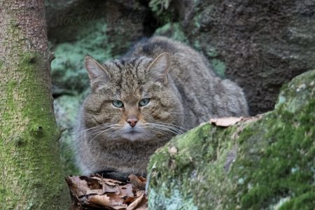 Le Felis Silvestris est l’ancêtre de nos chats domestiques. Ce chat est sans doute à l'origine des nombreuses races existantes de matous.