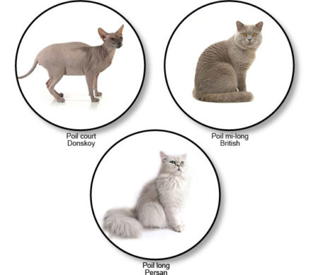 Chat à poil long, mi-long ou court, faites votre choix !