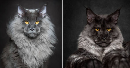 La carrure du Maine coon est quand même très impressionnante