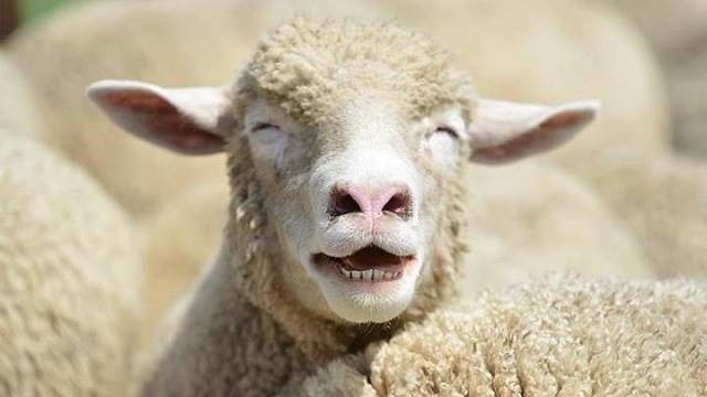La viande de mouton est particulièrement contaminante