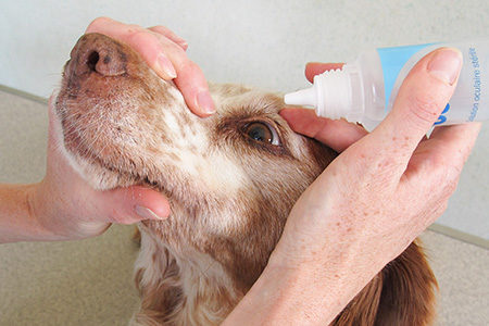 L'usage de nettoyants oculaires garanti l'hygiène du chien