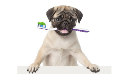 Une bonne éducation, et hop, brosser les dents du chien sera une étape facile