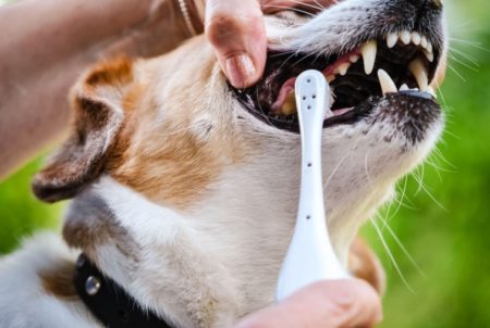 Brosser les dents du chien, ce n'est pas si insolite que ça!