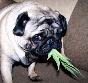 Ingestion d'une feuille de cannabis par ce carlin