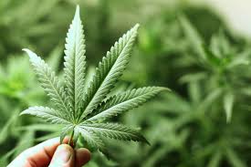 Une feuille de cannabis