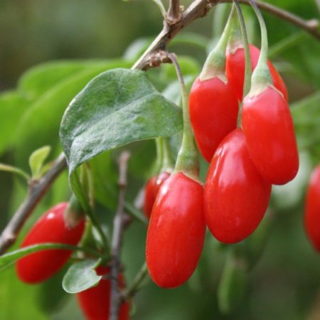 La baie de goji est une baie de la plante de lyciet