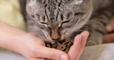 Nourrir le chat, une étape difficile après un séjour à la cat friendly clinic