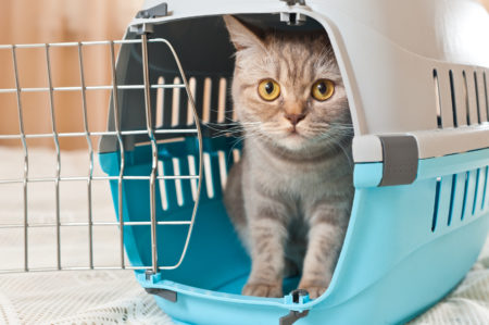 Apprivoisez votre chat au panier de transport avant de l'emmener à la cat friendly clinic de VetClinic
