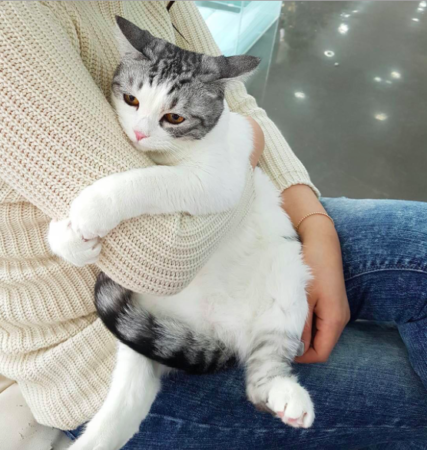 Ne surprotégez pas votre chat de retour de chez le véto