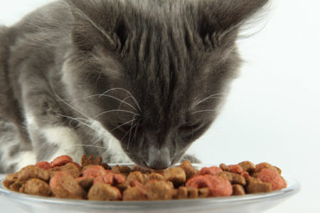 Le changement du régime alimentaire du chat doit être pris au sérieux de retour de la cat friendly clinic