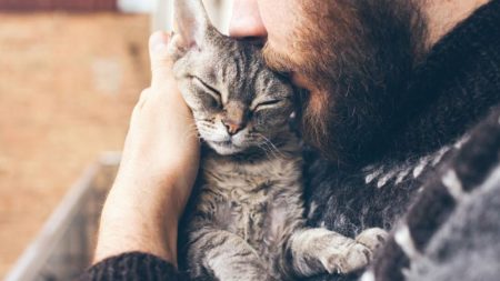 La cat friendly clinic, pour vous et votre félin