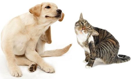 La protection contre les parasites réduit les risques de démangeaison chez les chiens et les chats
