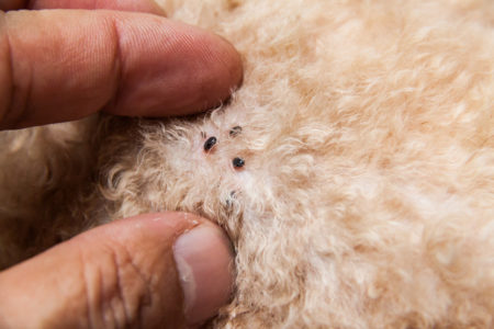 Les animaux domestiques sont des hôtes parfaits pour les parasites
