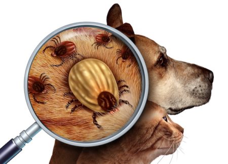 La protection contre les parasites pour lutter contre des maladies mortelles