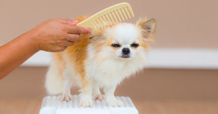 shampoing pour chiot