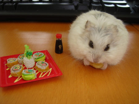 Le hamster, tellement mignon