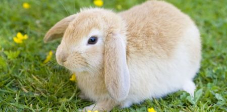 Le lapin est un NAC très populaire