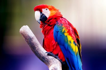 Le perroquet, le premier oiseau à devenir un NAC