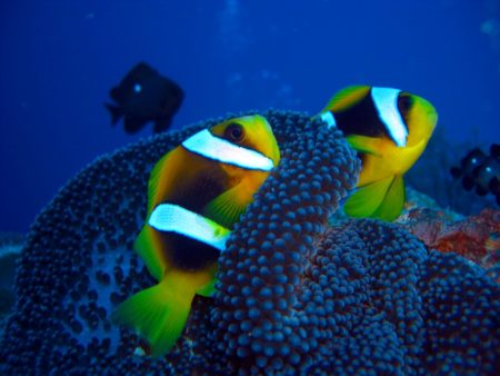 Le poisson-clown aux couleurs flashy