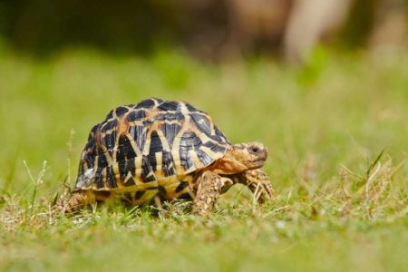 La tortue est très indépendante