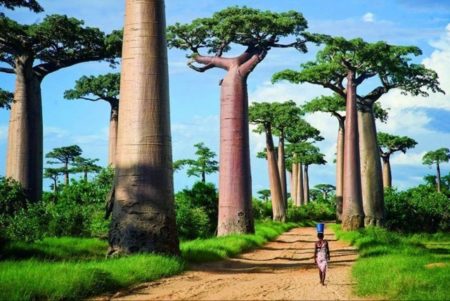 Le tourisme est parfait si vous voulez créer une société à Madagascar