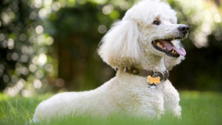 Le Caniche, l'exemple parfait pour dire qu'il y a différentes races de chiens