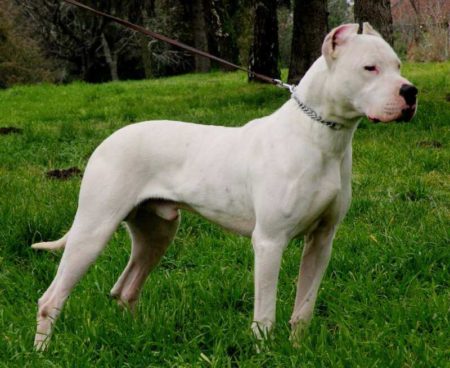 Le Dogue Argentin, très prisé parmi les différentes races de chiens