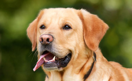 Le Labrador, un chien joyeux chez les différentes races de chiens