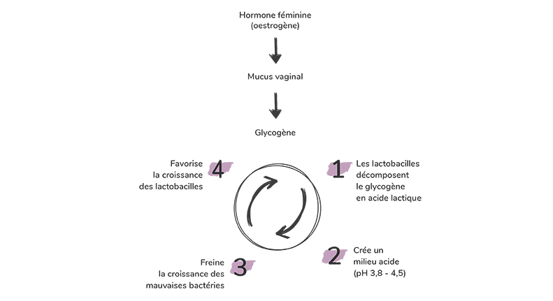 La flore vaginale est très réactive face aux facteurs qui peuvent provoquer un son déséquilibre