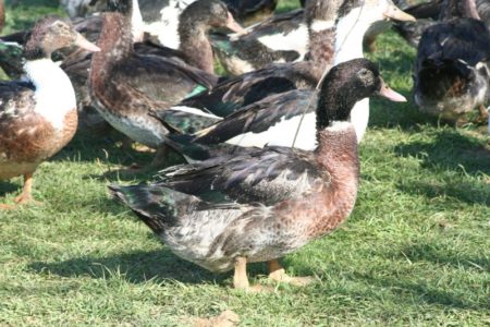Pour obtenir du fois gras à Madagascar, comme ailleurs :-P, le gavage des canards se fait en 20 jours