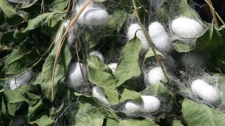 La sériciculture ou élevage de vers de soie, pour produire le lamba landy malgache