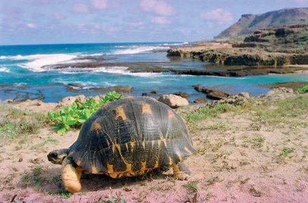 Le parc du cap Sainte-Marie abrite l'espèce de tortue de Madagascar : la tortue Radiata