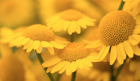 Ne trouvez-vous pas que le jaune reflète la joie de vivre ?