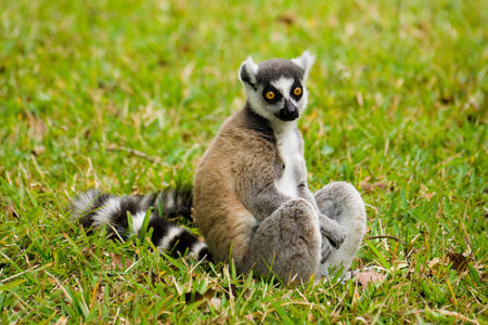 Le trafic d'espèces sauvages cible les lémuriens de Madagascar