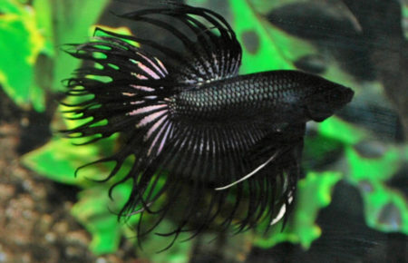 Le combattant crowntail noir est l'un des poissons préférés d'Anjana Ramanantoanina